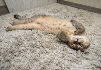 Kitten girl Scottish fold, pet in the apartment, small gray cat.