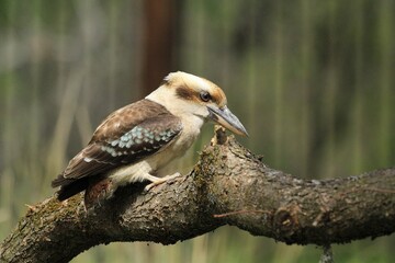 Kookaburra Perch: Detailed image of a kookaburra on a branch, beak open, set against a blurred forest background, ideal for bird watchers and nature magazines.
