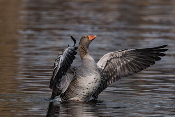 Greylag goose or graylag goose (Anser anser) spreading its feathers on a lake.