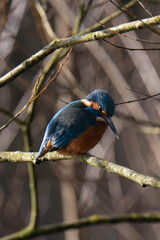 Common kingfisher (Alcedo atthis), also known as the Eurasian kingfisher and river kingfisher sitting on a tree branch.