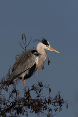Fototapeta premium Grey heron (Ardea cinerea) standing on top of a tree.