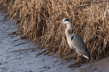 Grey heron (Ardea cinerea) standing at a riverbank, looking for food.