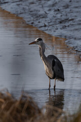 Grey heron (Ardea cinerea) standing at a riverbank, looking for food.