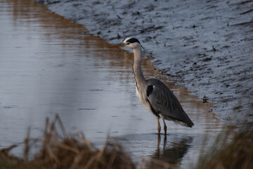 Grey heron (Ardea cinerea) standing at a riverbank, looking for food.