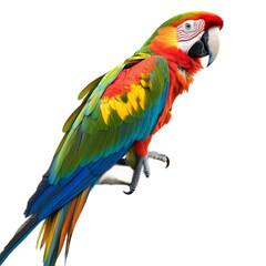 Fototapeta premium Scarlet Macaw Perched on Branch