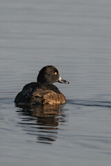 Female tufted duck (or tufted pochard) (Aythya fuligula) swimming in a lake.