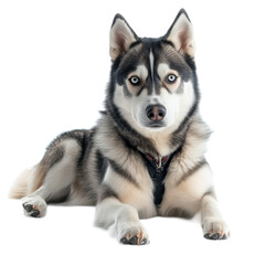 Siberian Husky Dog Portrait