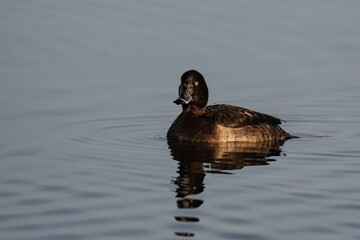 Female tufted duck (or tufted pochard) (Aythya fuligula) swimming in a lake.