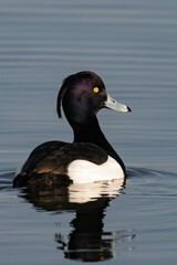Male tufted duck (or tufted pochard) (Aythya fuligula) swimming in a lake.