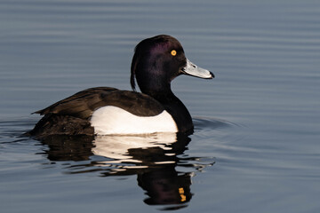 Male tufted duck (or tufted pochard) (Aythya fuligula) swimming in a lake.