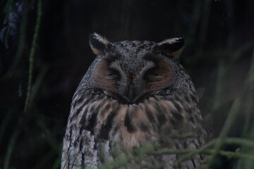 Long-eared owl (Asio otus) sleeping in a tree.