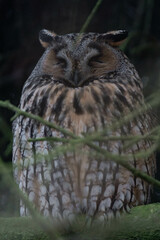 Long-eared owl (Asio otus) sleeping in a tree.