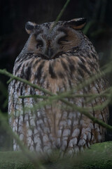 Long-eared owl (Asio otus) sleeping in a tree.