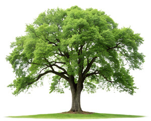green big tree isolated on transparent background