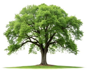 green big tree isolated on transparent background
