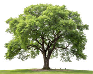 green tree isolated on white or transparent background