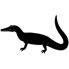 lizard on white