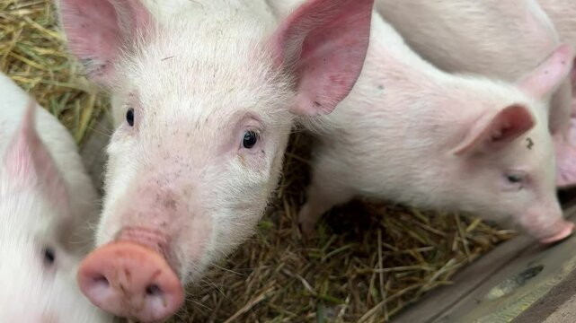 Three white pigs are standing in a field of hay. One of the pigs is looking at the camera