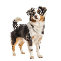 Australian Shepherd Dog Portrait on White Background