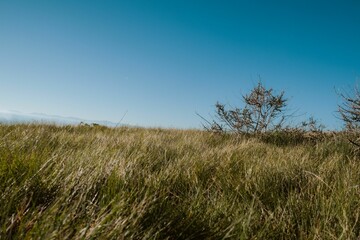 Obraz premium Serene grassy field under a clear blue sky.