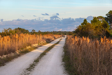 A two-track dirt road invites exploration through a wetlands wilderness at golden hour