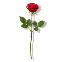 Obraz premium Single Red Rose with Green Stems on White Background