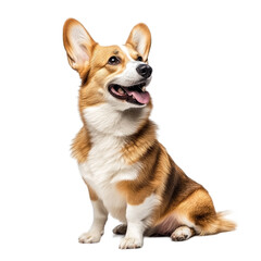 Adorable Pembroke Welsh Corgi Sitting and Looking Up