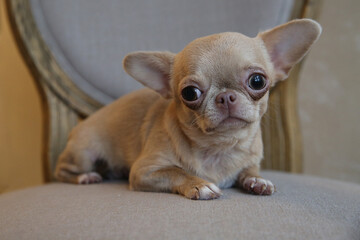 Mini Chihuahua dog on a chair, the dog is 1 year old