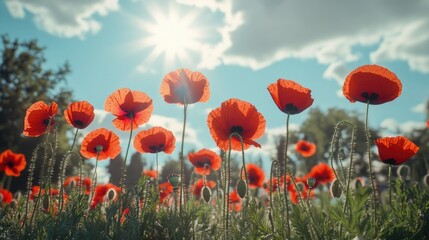 Obraz premium A field of red poppies with the sun shining on them. The sun is bright and the sky is clear