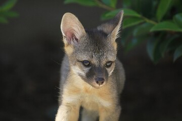 Gray Fox Cub Close-Up: Intimate portrait of a curious gray fox cub in natural setting, detailed fur texture and alert eyes.
