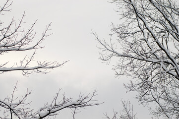 winter background, photo of snowy tree branches and gray sky in winter view from below