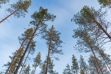 Upward view of tree canopies against light blue sky. Finnish Lapland, Finland