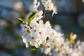 white flowers of a flowering tree in spring close up