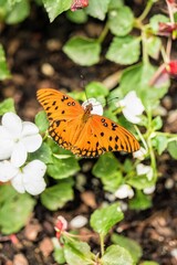 Vibrant Orange Butterfly: Vivid orange butterfly on white flowers, delicate interaction of wildlife and blooming nature.
