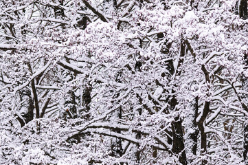 Fototapeta premium winter background, photo of snow-covered tree branches in the forest in winter