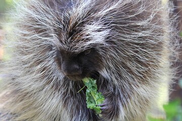 Feeding Porcupine Close-Up: Porcupine eating greens, detailed shot showing texture of fur and...