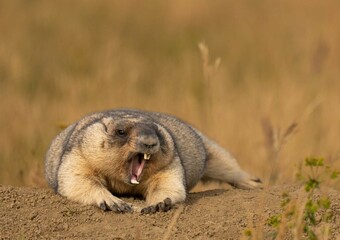 Groundhog day:cute, fluffy animals caught in the camera lens.