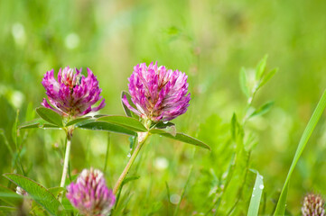 close up of clover flower in meadow