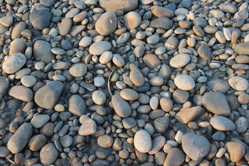 A collection of variously sized, round pebbles and stones covers the ground