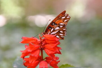 Butterfly on Red Flower: Delicate butterfly with intricate wings rests on vibrant red flower, perfect harmony of color and nature.
