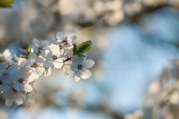white flowers of a flowering tree in spring close up