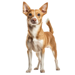 Obraz premium Adorable Small Brown and White Dog Standing on White Background
