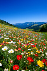 Obraz premium A field of flowers with a blue sky in the background