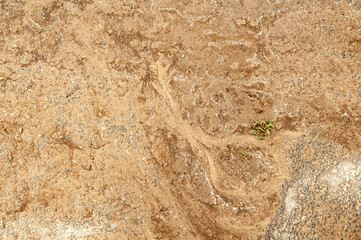 Trockener gefrorener Ackerboden mit kleinem Grasbüschel als Hoffnungsschimmer
