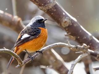 森の中で枝に留まって周りを見渡しているジョウビタキの雄