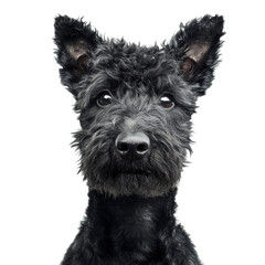 Portrait of a Cute Black Curly-Haired Dog
