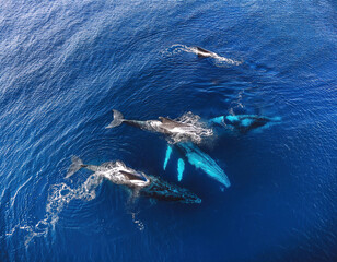 Fototapeta premium A group of humpback whales swimming together in deep blue ocean waters, captured from an aerial view.
