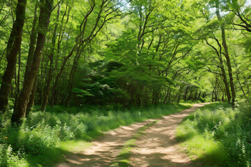 Obraz premium 緑豊かな森の小道