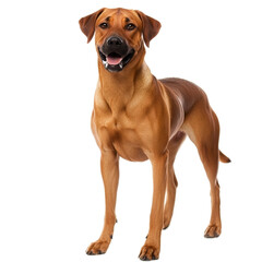 Obraz premium Happy Rhodesian Ridgeback Dog on White Background
