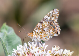 Painted Lady Butterfly © Riverwalker